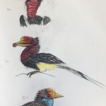 Helmeted Hornbill