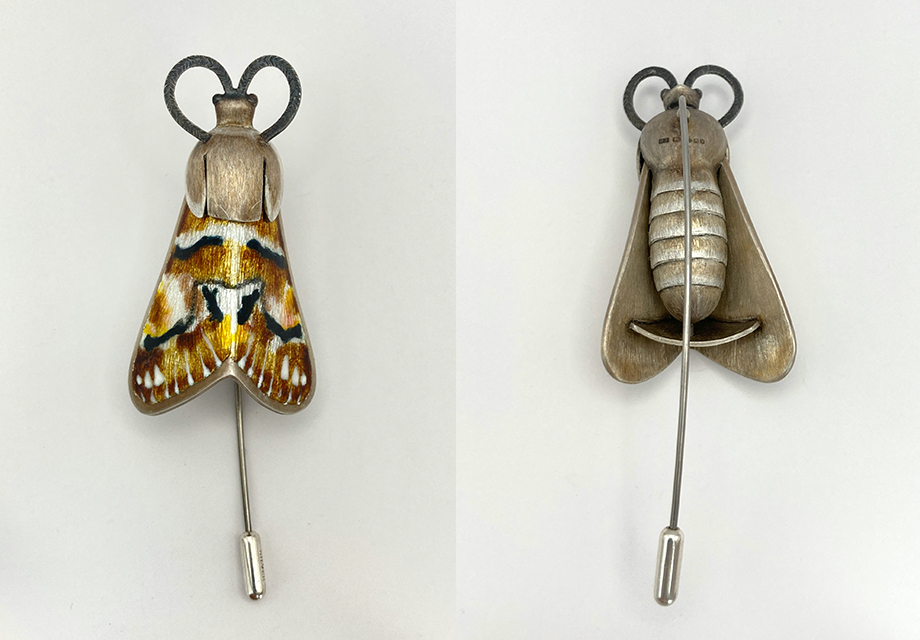 Kentish Glory Moth(female)